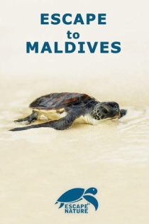 دانلود مستند Escape to Maldives 2015